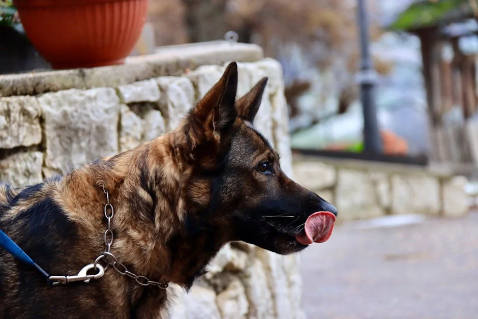 Leather Dog Collar Roundup: Top Picks for Every Dog