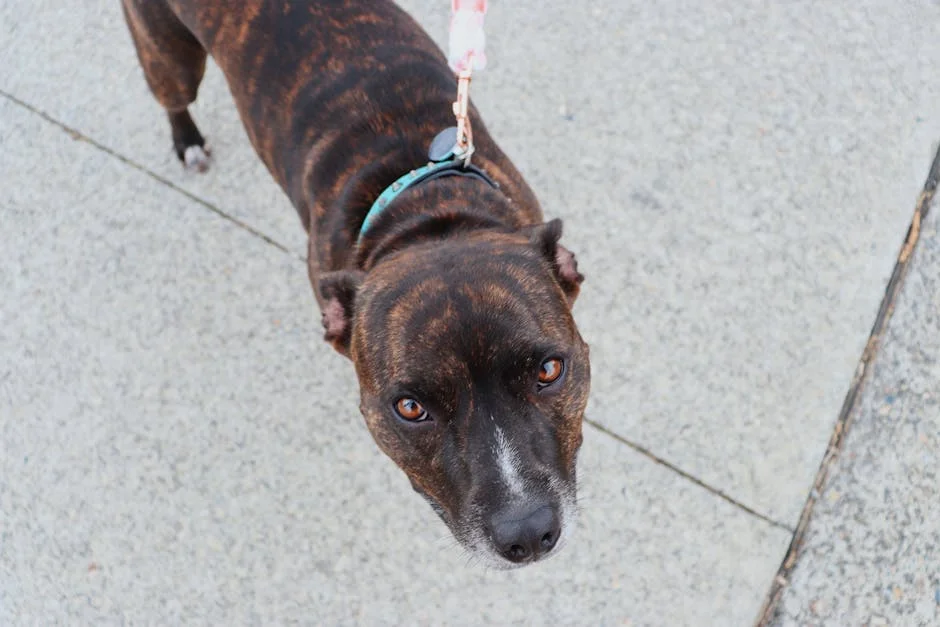 Full Grain Leather Dog Collars: Top Picks Reviewed