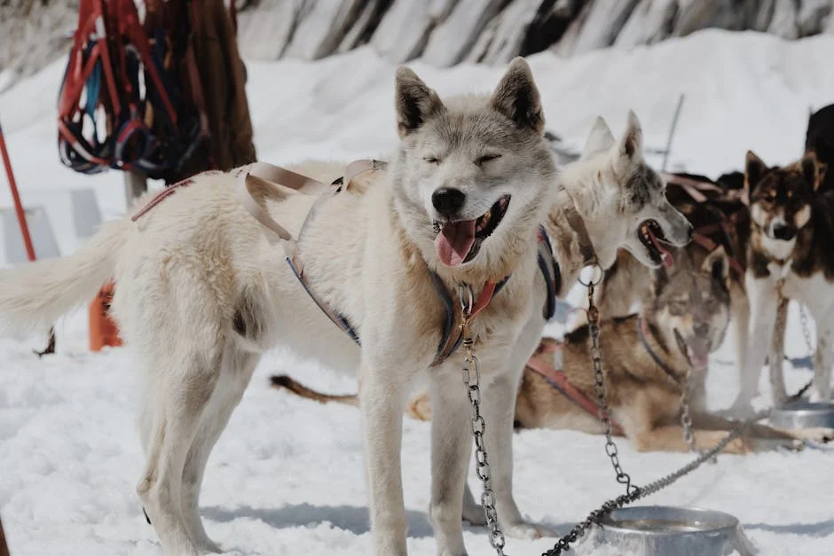 2 Hounds Freedom No Pull Harness: Top Picks Reviewed