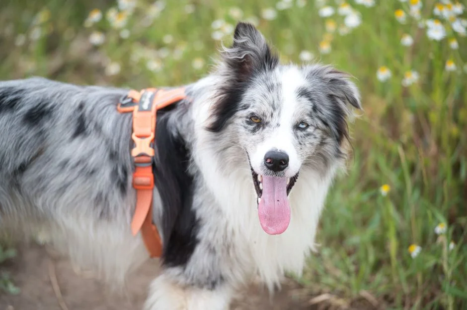 Halti No Pull Harness: Top Picks and Reviewed Options