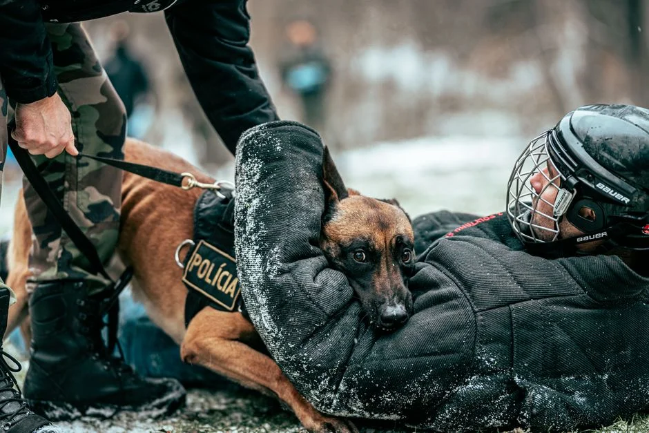 Dog Backpack Roundup: 6 Top Picks for Every Dog and Owner