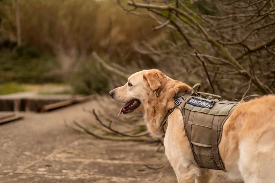 GPS Pet Tracker for Dogs: 6 Top Picks Tested in Field